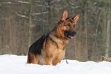 BERGER ALLEMAND 482